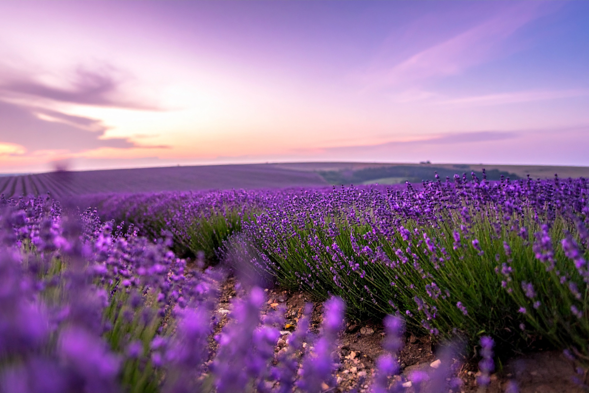 The Art of Scent: How We Choose Our Fragrance Notes