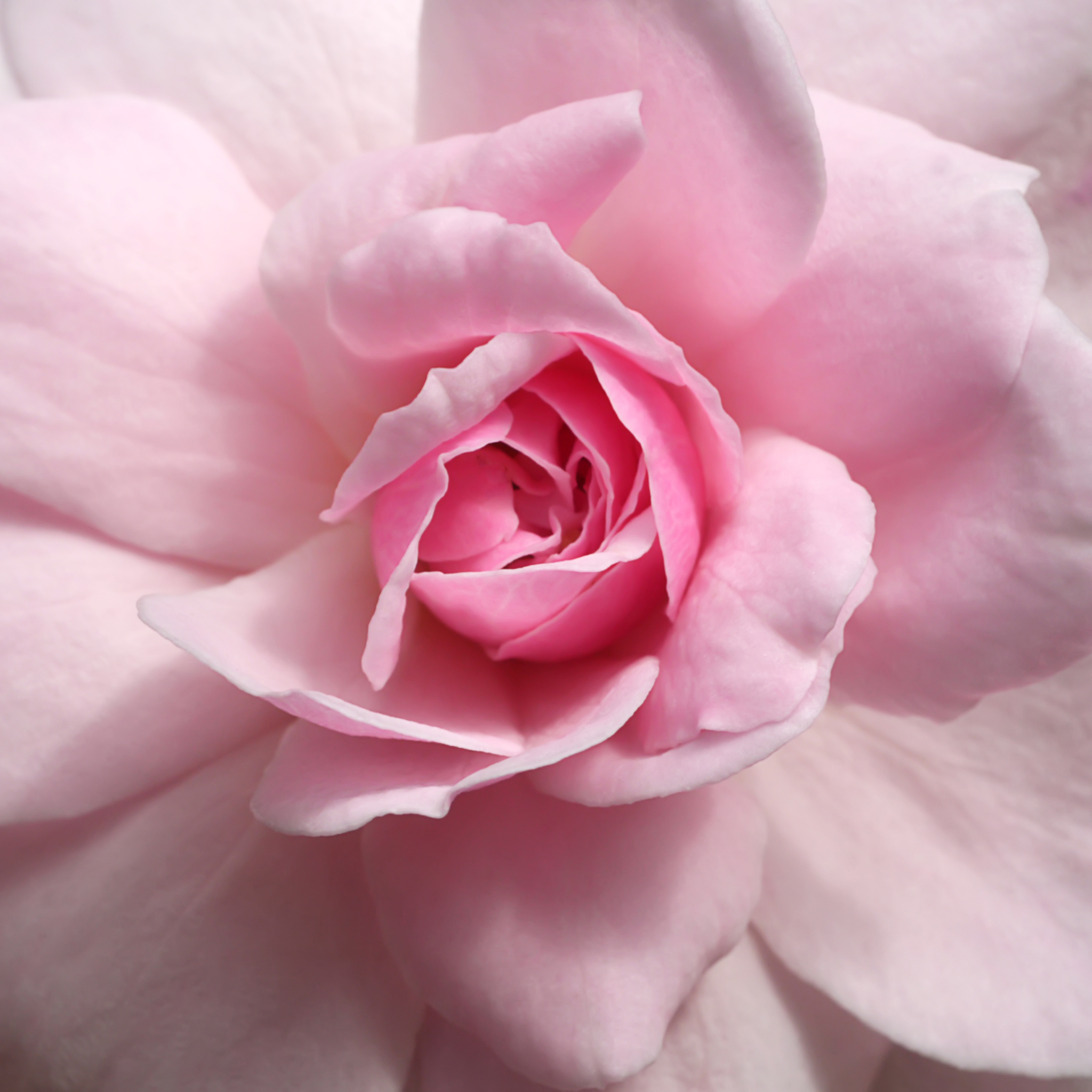 Floral (Perfumes)