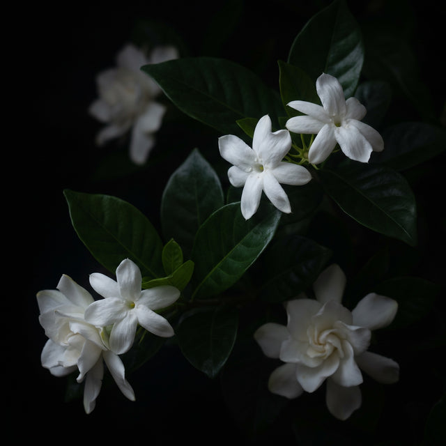 Scent family Floral, Scent Room